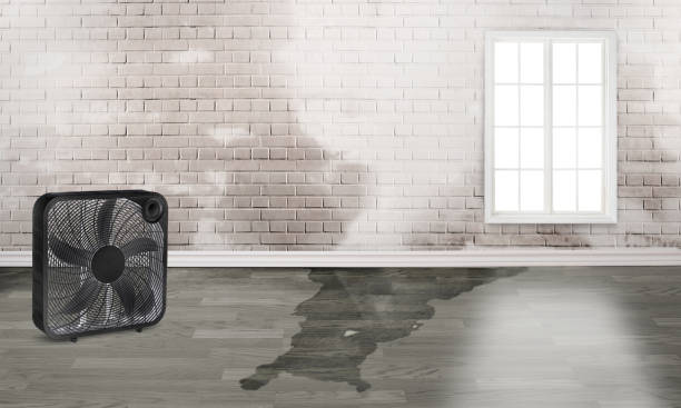 Best Professional water damage repair  in Quincy, MI